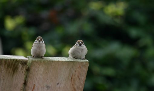 Waarom slapen met het getjilp van musjes voor mij weldadig is en voor mijn vrouw geweldadig.