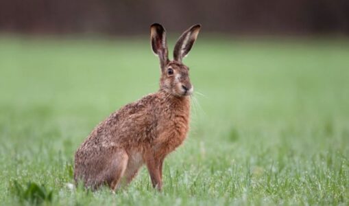 De allergrootste haas