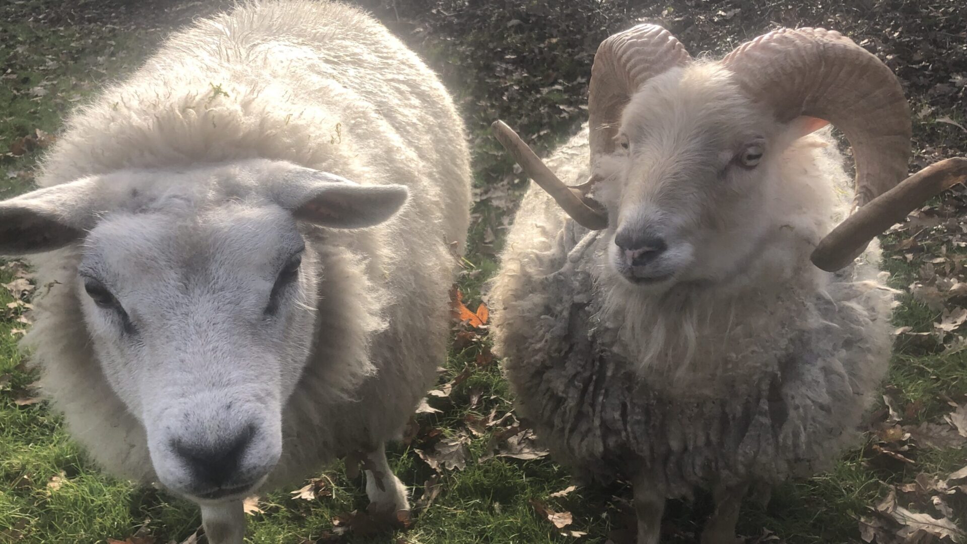 Van onmacht naar gelijkwaardigheid