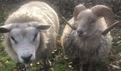 Van onmacht naar gelijkwaardigheid